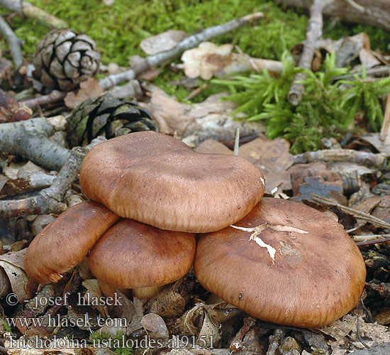 Tricholoma ustaloides al9151