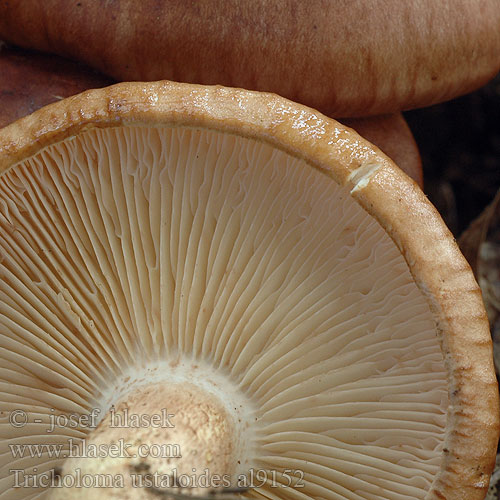 Tricholoma ustaloides al9152