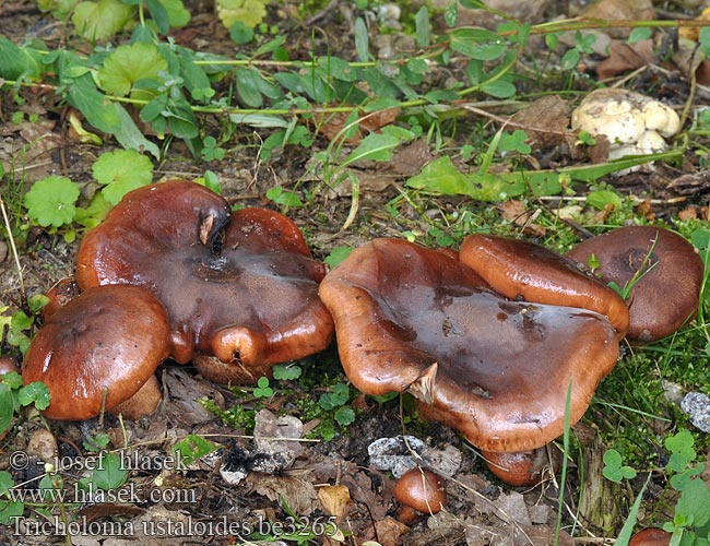 Valse beukenridderzwam Aitrusis baltikas Tricholoma ustaloides Čirůvka opálená Knippe-ridderhat Sleip kastanjemusserong Sluzasta kolobarnica Bitterer Eichenritterling Eichen-Ritterling Tricholome faux brûlé ustale