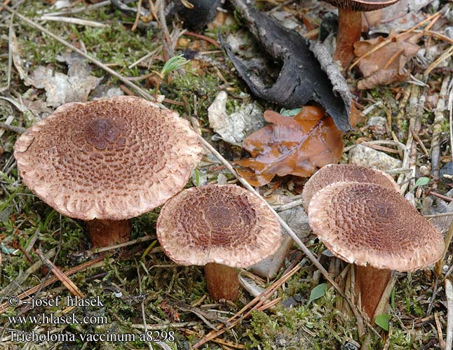 Tricholoma vaccinum Russet-scaly Ko-ridderhat partavalmuska