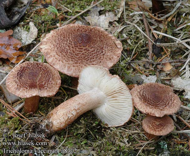 Tricholoma vaccinum Bärtiger Ritterling Gaska krowia