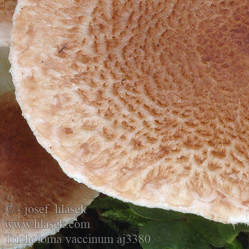 Tricholoma vaccinum aj3380