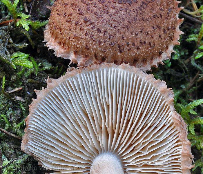 Kocasta kolobarnica ｸﾀﾞｱｶｹﾞｼﾒｼﾞ Tricholoma vaccinum