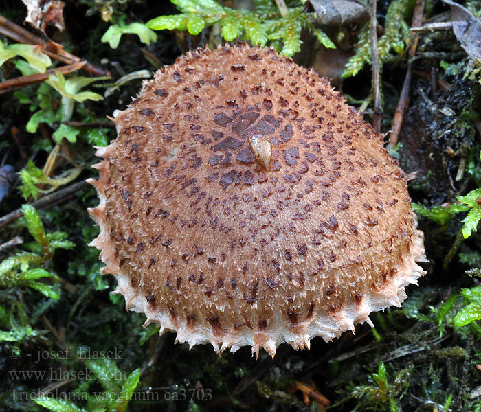 Čirůvka kravská Tricholoma vaccinum