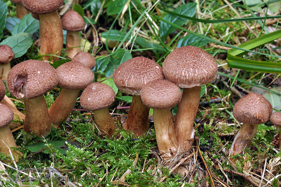 Bärtiger Ritterling Tricholoma vaccinum