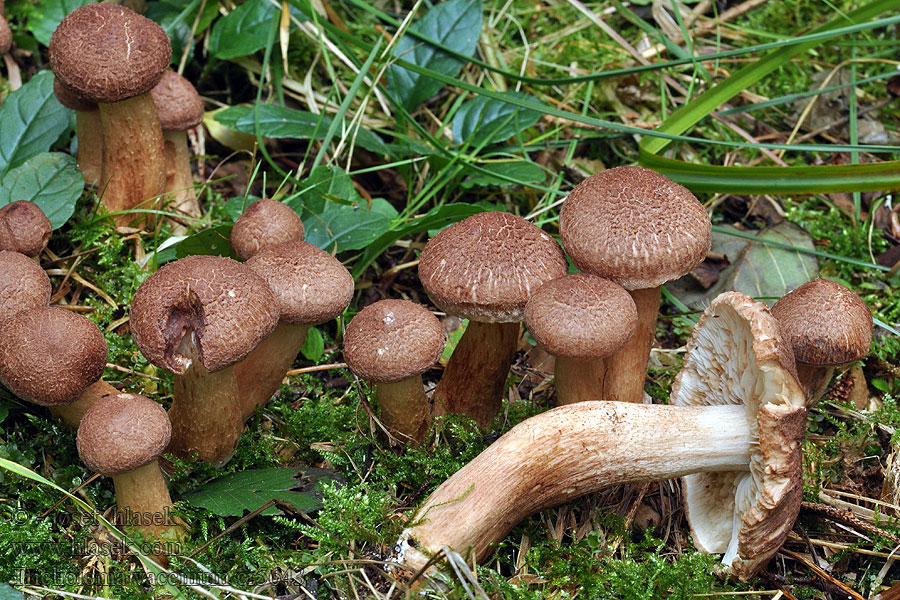 Gaska krowia Gąska Tricholoma vaccinum