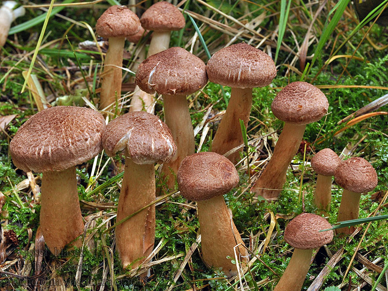 Tricholoma vaccinum