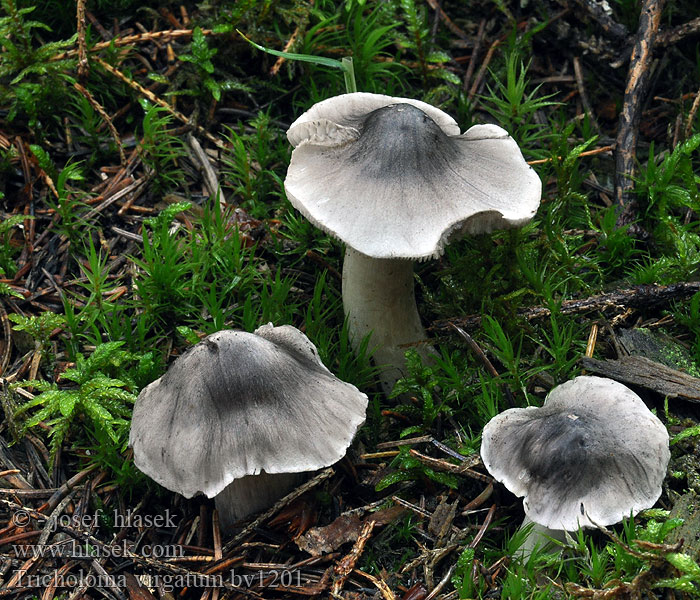 Tricholoma virgatum Čirůvka žíhaná Brennender Ritterling