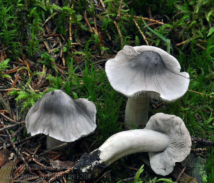 Tricholoma virgatum Scherpe ridderzwam Gąska pieprzna Čírovka štipľavá