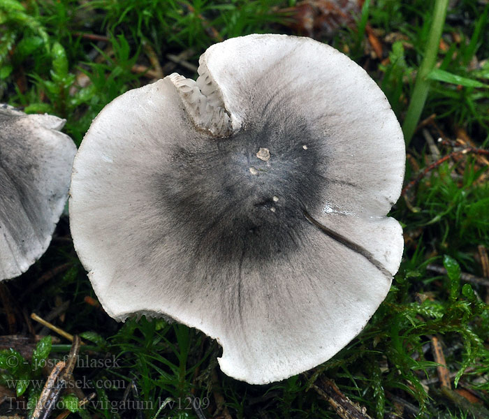 Tricholoma virgatum Nålestribet ridderhat Gallmusseron Sappivalmuska