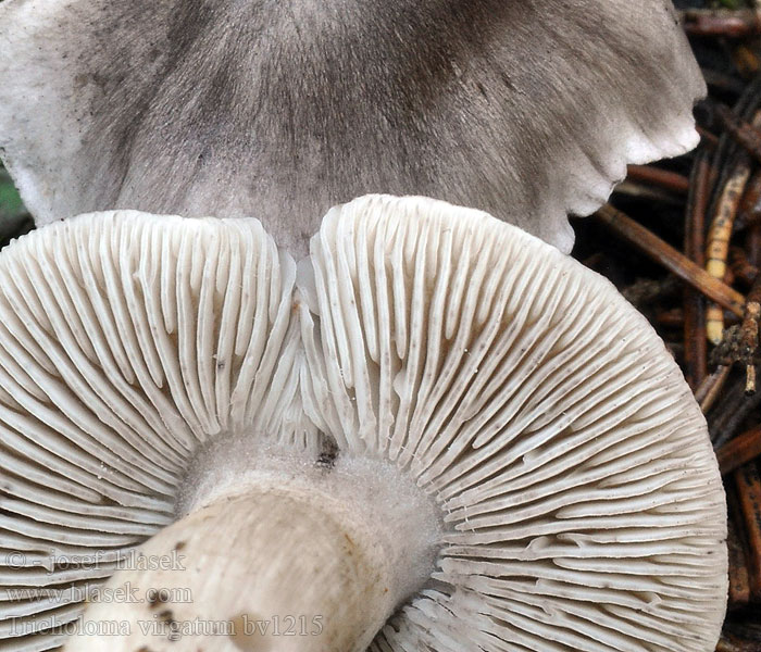 Tricholoma virgatum Tricolome vergeté Gallemusserong