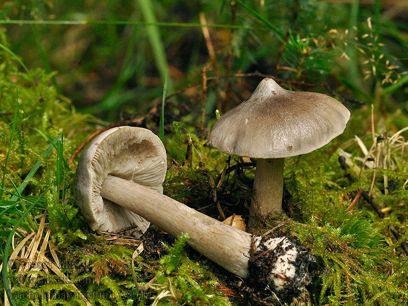 Tricholoma virgatum Рядовка полосатая Ashen knight Csípős pereszke ネズミシメジ