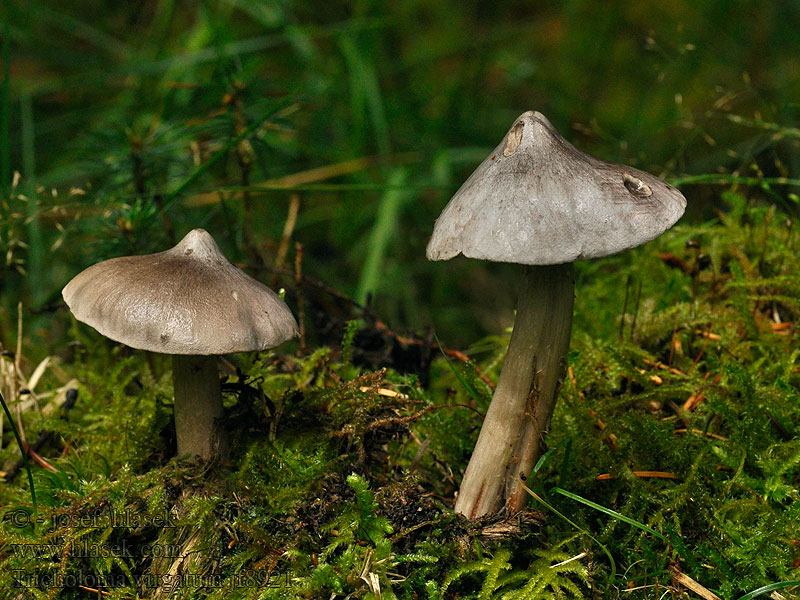 Čirůvka žíhaná Brennender Ritterling Tricholoma virgatum