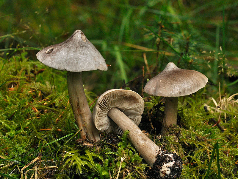 Scherpe ridderzwam Gąska pieprzna Čírovka štipľavá Tricholoma virgatum