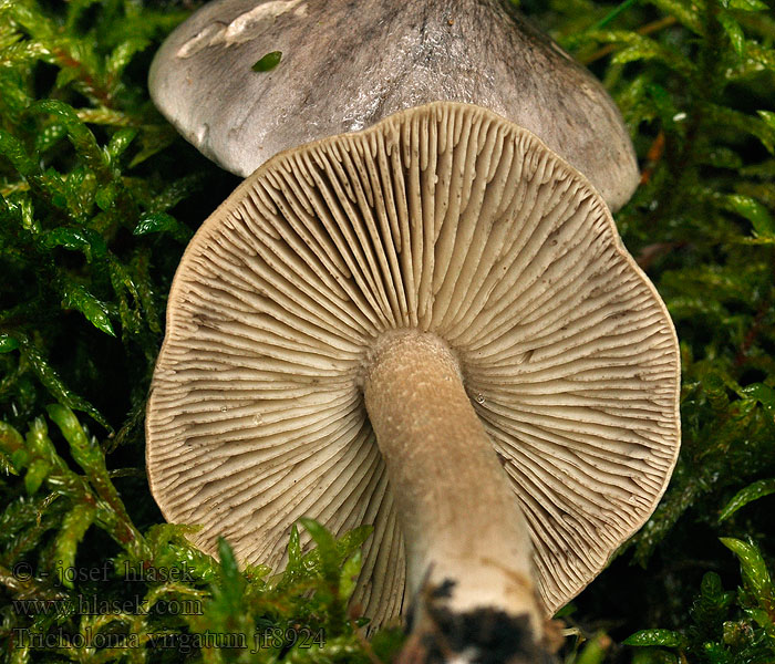 Nålestribet ridderhat Gallmusseron Sappivalmuska Tricholoma virgatum