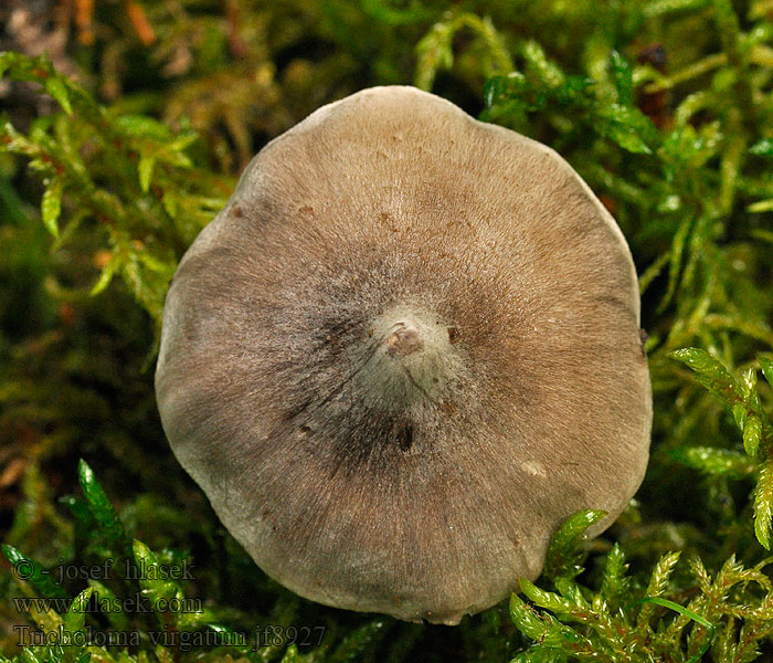 Tricolome vergeté Gallemusserong Рядовка полосатая Tricholoma virgatum