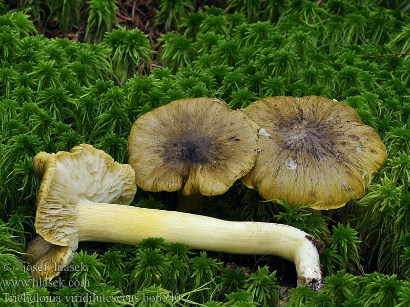 Tricholoma_viridilutescens_bo6540