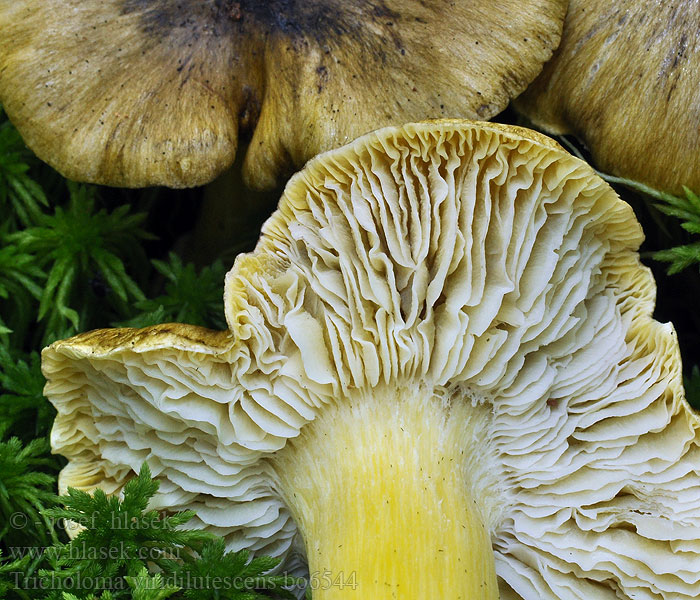 Tricholoma_viridilutescens_bo6544