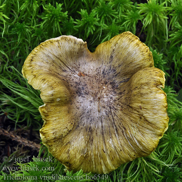 Tricholoma viridilutescens subsejunctum Čirůvka olivově hnědá