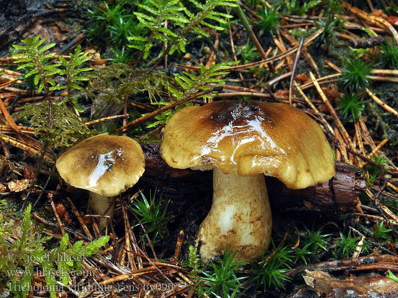 Tricholoma viridilutescens Sägeblättriger Ritterling