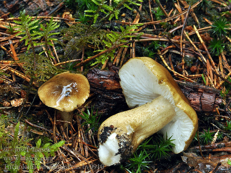 Tricholoma viridilutescens Gąska żółknąca