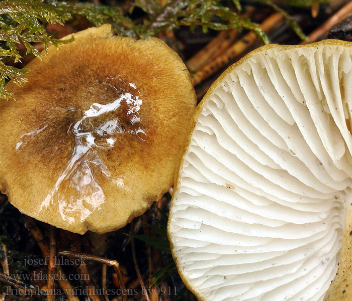 Tricholoma viridilutescens Čírovka olivovohnedá