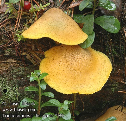 Tricholomopsis decora Tricholoma decorum Šafránka ozdobná