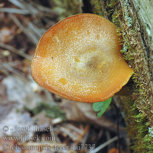 Tricholomopsis decora ai7737