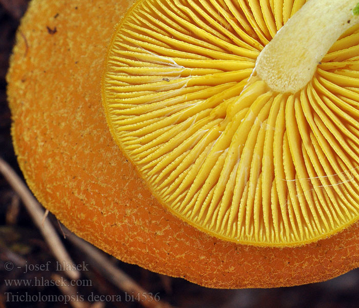 Lična trhlenka Stubbmusseron Tricholomopsis decora