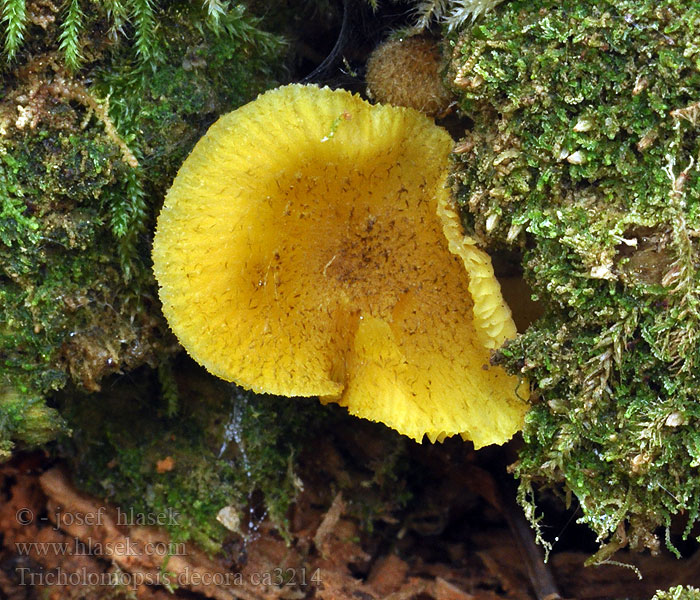 Šafránka ozdobná Tricholomopsis decora