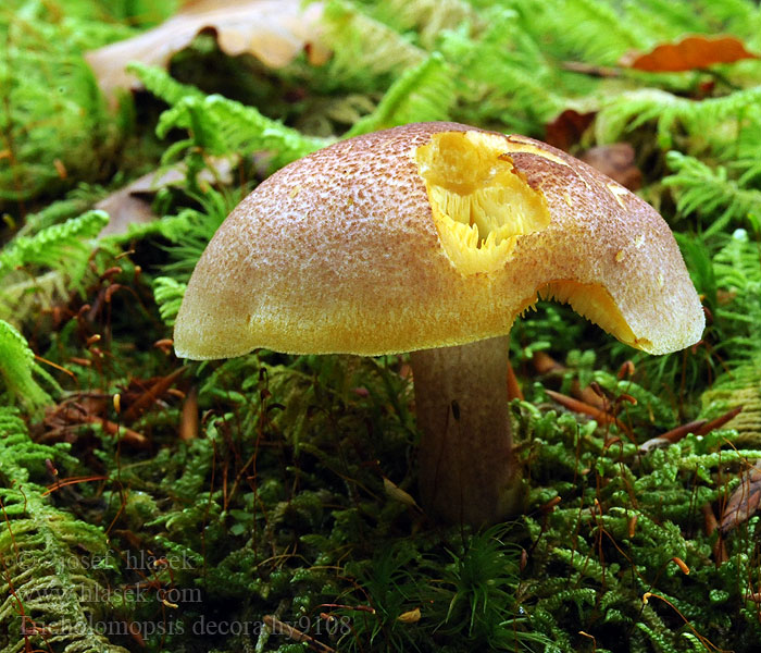 Rycerzyk oliwkowożółty Tricholomopsis decora