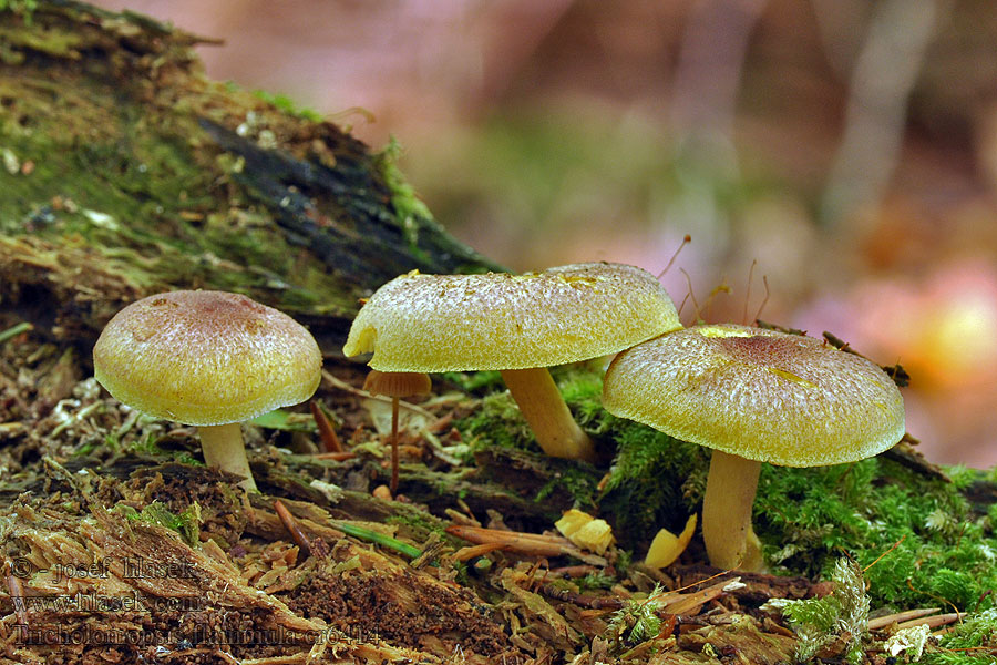 Kleiner Holzritterling Tricholomopsis flammula