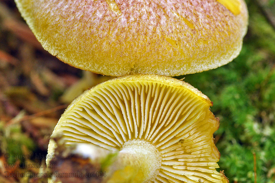 Čírovec útly Tricholome petite flamme Tricholomopsis flammula