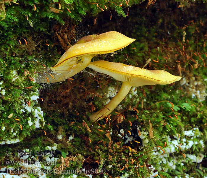 Tricholomopsis flammula Tricholome petite flamme