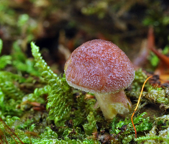 Tricholomopsis flammula Šafránka plaménková ohnivá