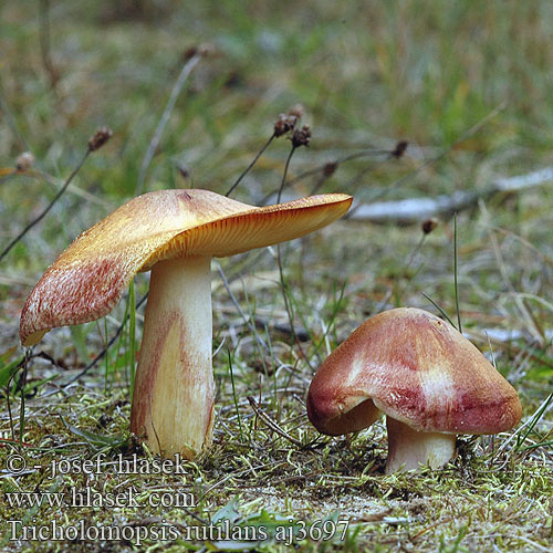 Tricholomopsis rutilans Purpur væbnerhat Purppuravalmuska