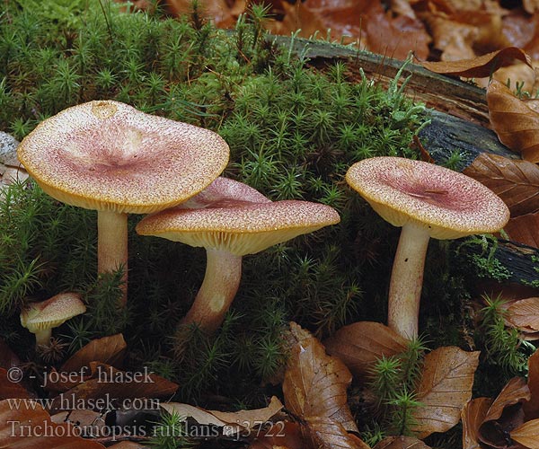 Plums Custard Rdečkasta trhlenka サマツモドキ Tricoloma rutilante