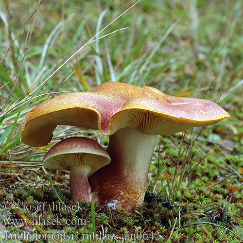 Tricholomopsis rutilans am0642