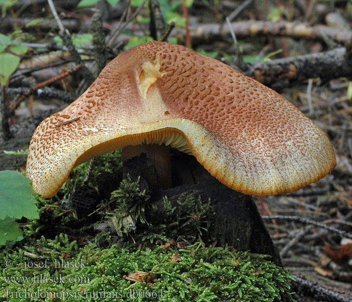 Tricholomopsis rutilans Šafránka červenožlutá