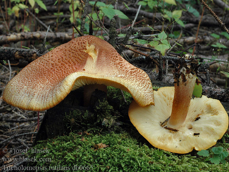 Tricholomopsis rutilans Rycerzyk czerwonozłoty