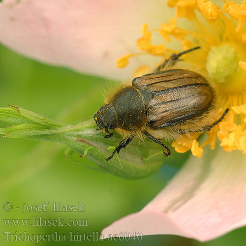 Trichopertha hirtella ae6040