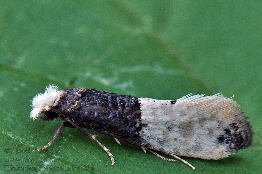 Trichophaga tapetzella Mol čalounový Tapestry Moth Tapetenmotte