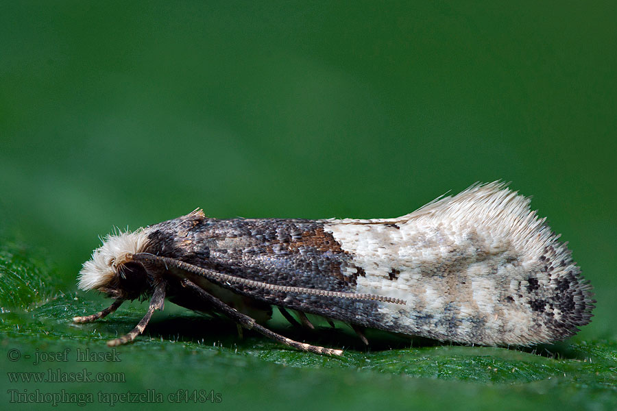 Trichophaga tapetzella Moľa tapetová Kовровая моль