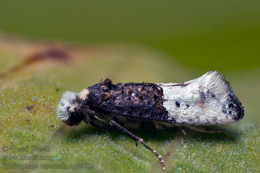 Trichophaga tapetzella Tapijtmot Takácsmoly Tapettikoi