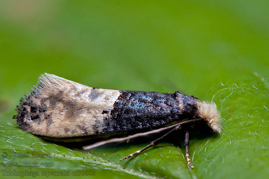 Trichophaga tapetzella