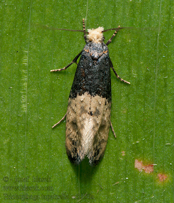 Tapetenmotte Trichophaga tapetzella