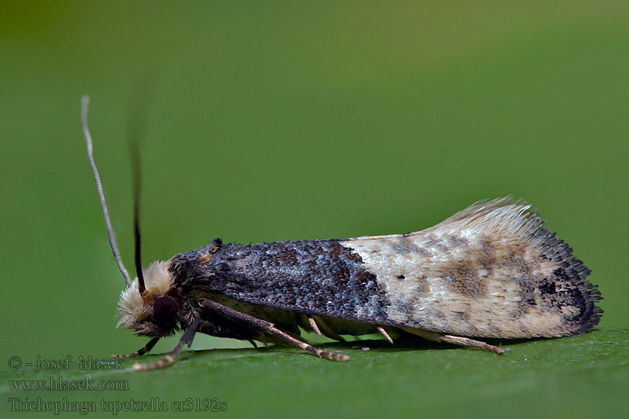 Tapestry Moth Trichophaga tapetzella