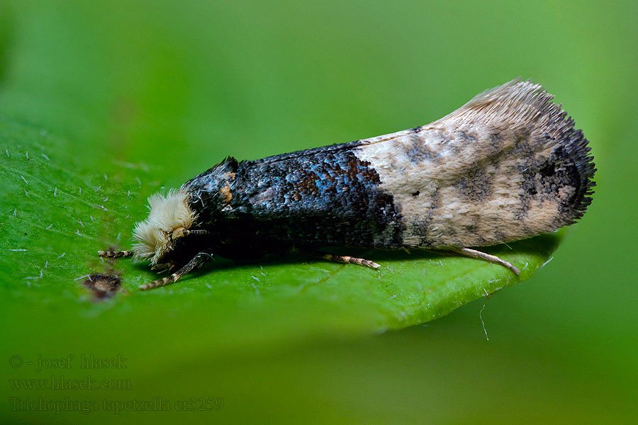 Kовровая моль Trichophaga tapetzella