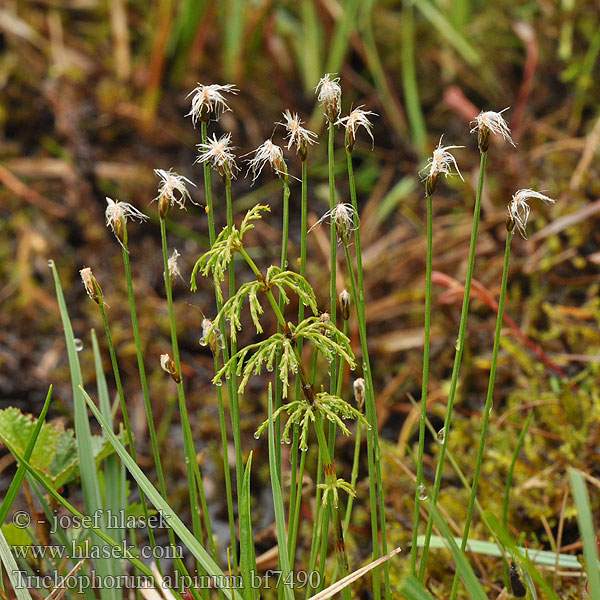 Alpine Bulrush Wełnianeczka alpejska Linaigrette Alpes