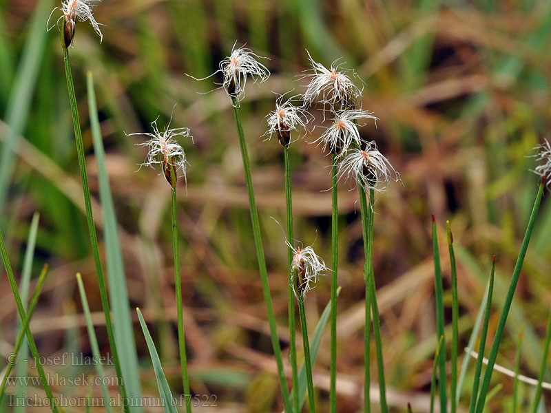 Trichophorum alpinum Suchopýrek alpský Alpen-Rasenbinse